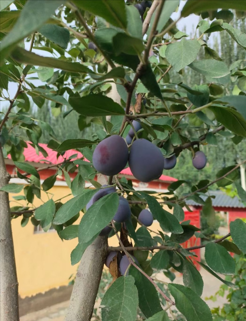 新疆喀什法兰西西梅