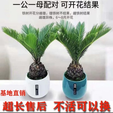 铁树盆景铁树苏铁客厅盆栽四季常青绿植庭院办公室室内水培