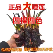 睡莲花池塘水缸大睡莲根块花卉水培四季开花根茎