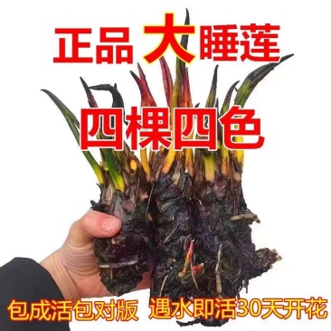 睡莲花池塘水缸大睡莲根块花卉水培四季开花根茎