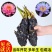 睡莲花池塘水缸大睡莲根块花卉水培四季开花根茎