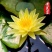 睡莲花池塘水缸大睡莲根块花卉水培四季开花根茎