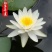 睡莲花池塘水缸大睡莲根块花卉水培四季开花根茎