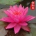 睡莲花池塘水缸大睡莲根块花卉水培四季开花根茎