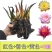 睡莲花池塘水缸大睡莲根块花卉水培四季开花根茎