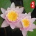 睡莲花池塘水缸大睡莲根块花卉水培四季开花根茎