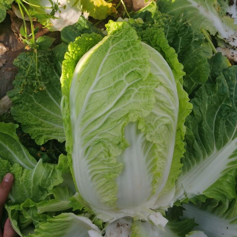 新三号大白菜种子优质高产抗病耐贮商品性佳农家春秋播