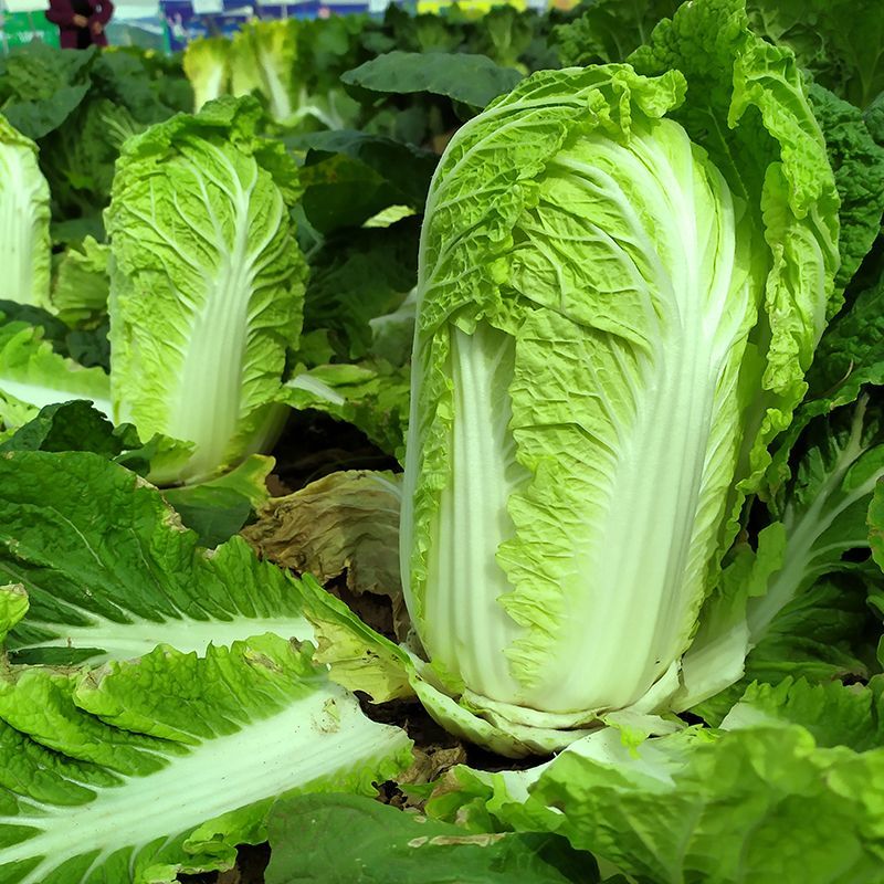 新三号大白菜种子优质高产抗病耐贮商品性佳农家春秋播