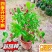 使君子花苗带花苞爬藤植物室外藤类攀爬花卉阳台围墙花水君子花苗