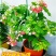 使君子花苗带花苞爬藤植物室外藤类攀爬花卉阳台围墙花水君子花苗