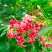 使君子花苗带花苞爬藤植物室外藤类攀爬花卉阳台围墙花水君子花苗