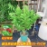 使君子花苗带花苞爬藤植物室外藤类攀爬花卉阳台围墙花水君子花苗