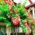 使君子花苗带花苞爬藤植物室外藤类攀爬花卉阳台围墙花水君子花苗