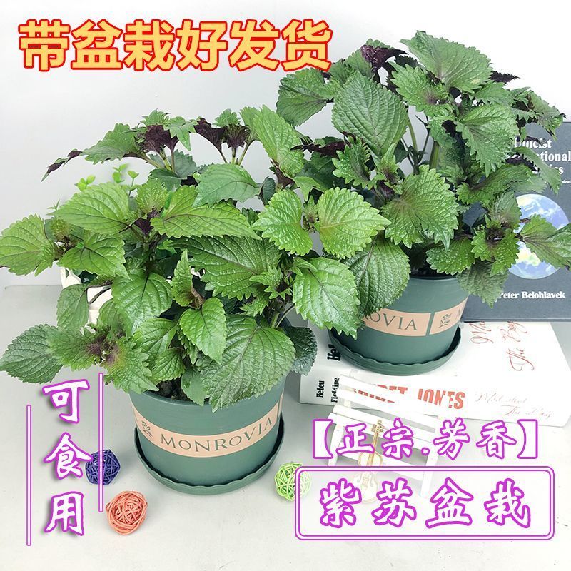紫苏盆栽紫苏叶可食用烤肉去腥香草薄荷阳台窗台好养四季清香绿植
