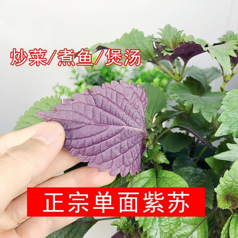 紫苏盆栽紫苏叶可食用烤肉去腥香草薄荷阳台窗台好养四季清香绿植