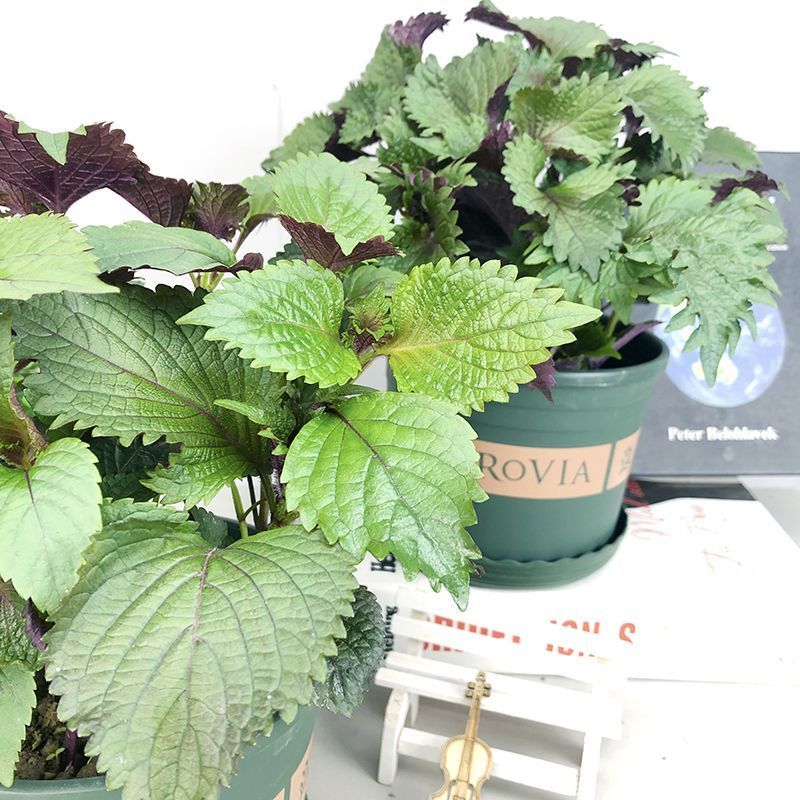 紫苏盆栽紫苏叶可食用烤肉去腥香草薄荷阳台窗台好养四季清香绿植