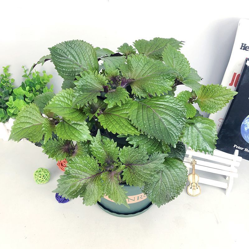 紫苏盆栽紫苏叶可食用烤肉去腥香草薄荷阳台窗台好养四季清香绿植