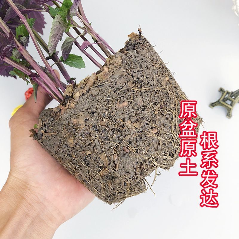 紫苏盆栽紫苏叶可食用烤肉去腥香草薄荷阳台窗台好养四季清香绿植