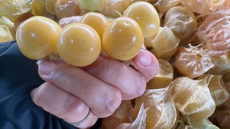 东北甜姑娘果代收电商欢迎合作