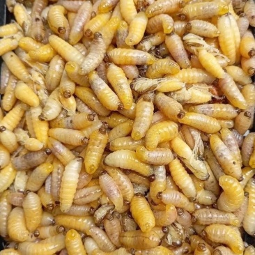 蜂蛹土蜂蛹黄蜂蛹马蜂蛹（一二级混装精品）
