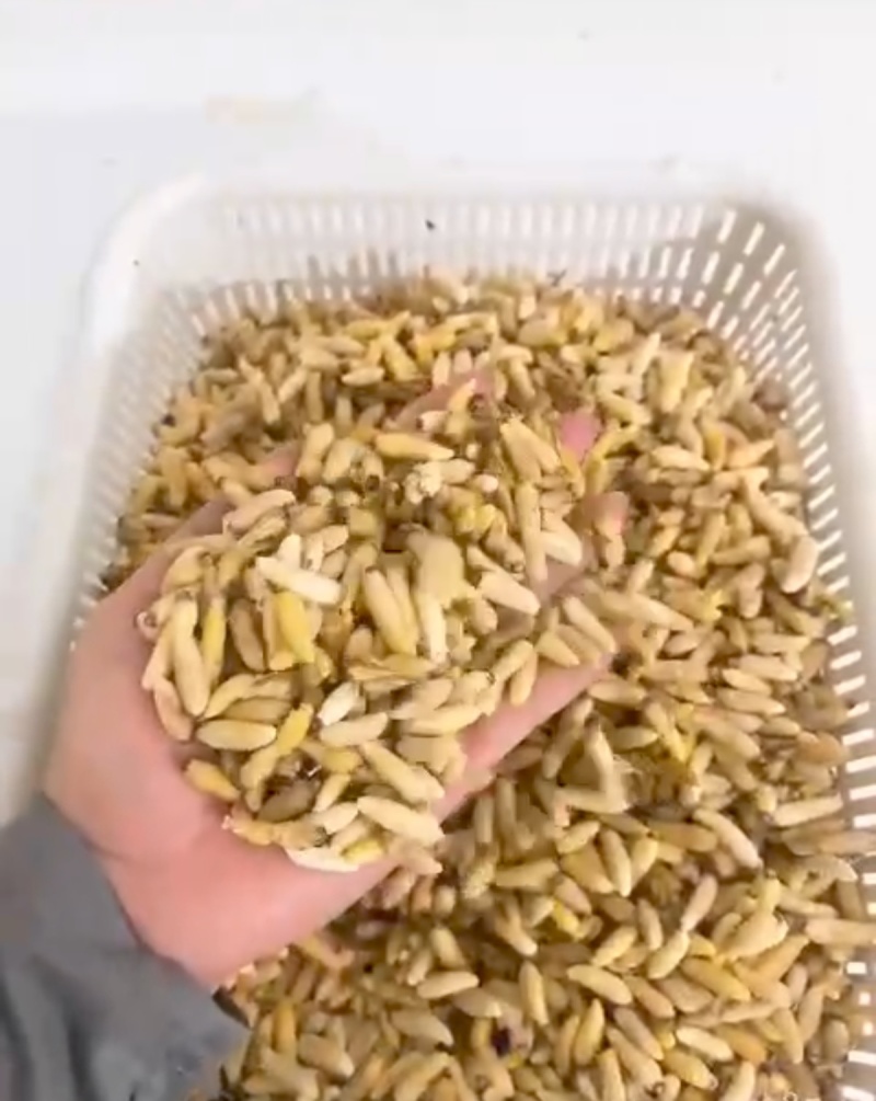 蜂蛹土蜂蛹黄蜂蛹马蜂蛹（一二级混装精品）