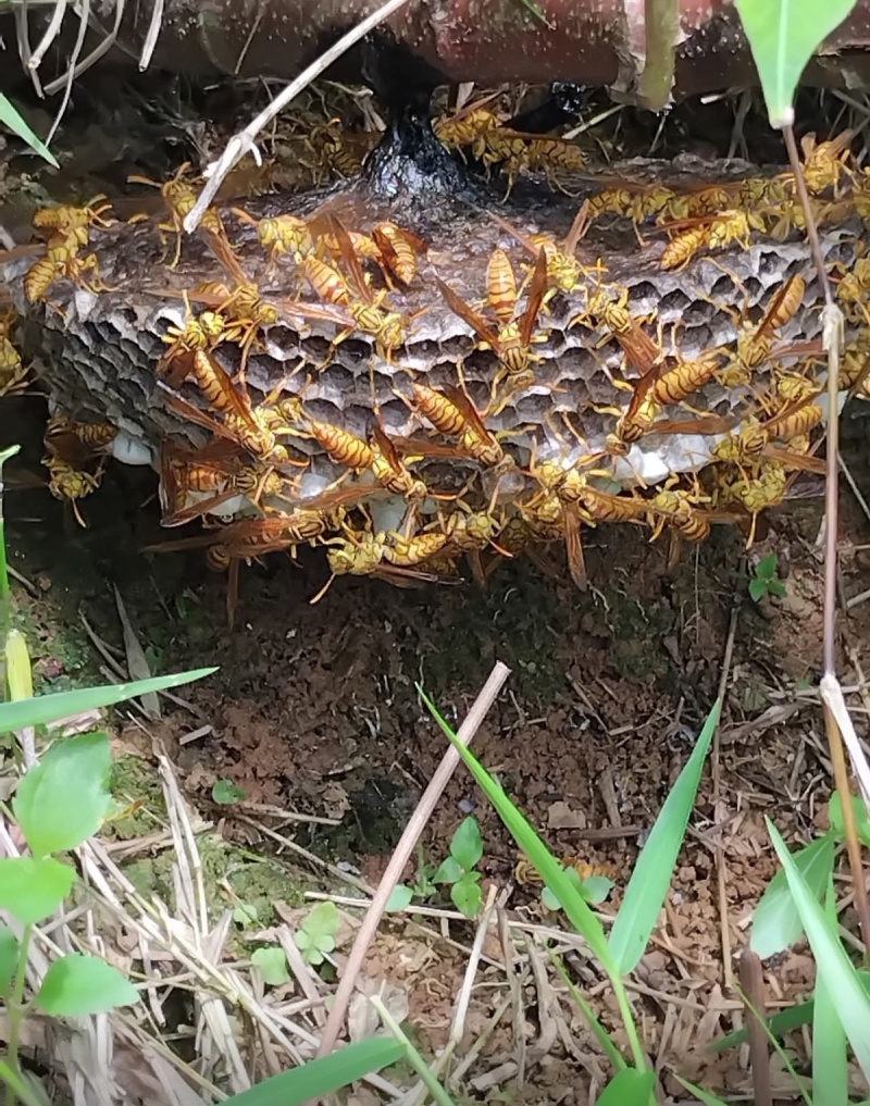 蜂蛹土蜂蛹黄蜂蛹马蜂蛹（一二级混装精品）
