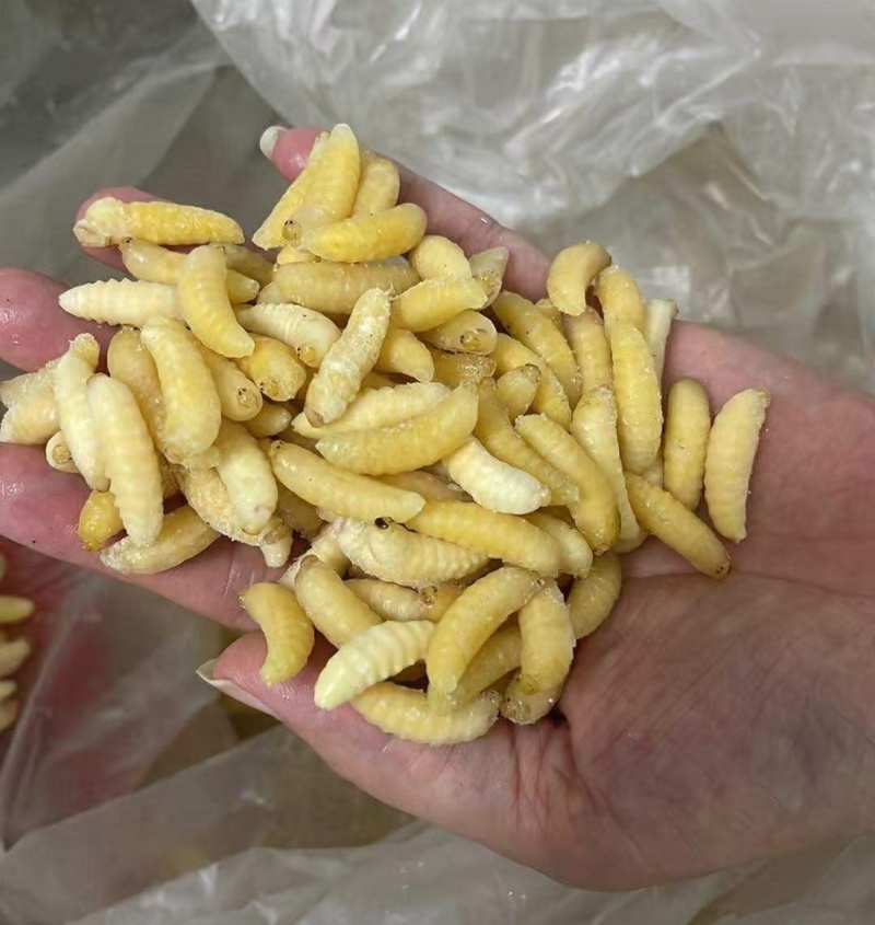 蜂蛹虎头蜂蜂蛹（一二级混装精品）