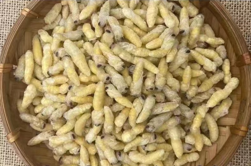 蜂蛹虎头蜂蜂蛹（一二级混装精品）