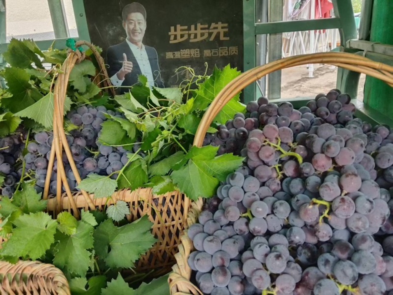全州枧塘精品巨峰葡萄