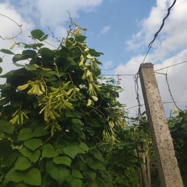 绿扁豆
