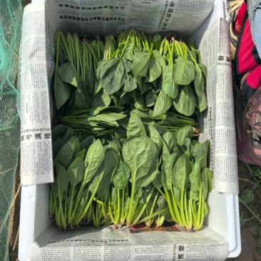 精品菠菜泡沫箱装，两排半，三排。大量供应