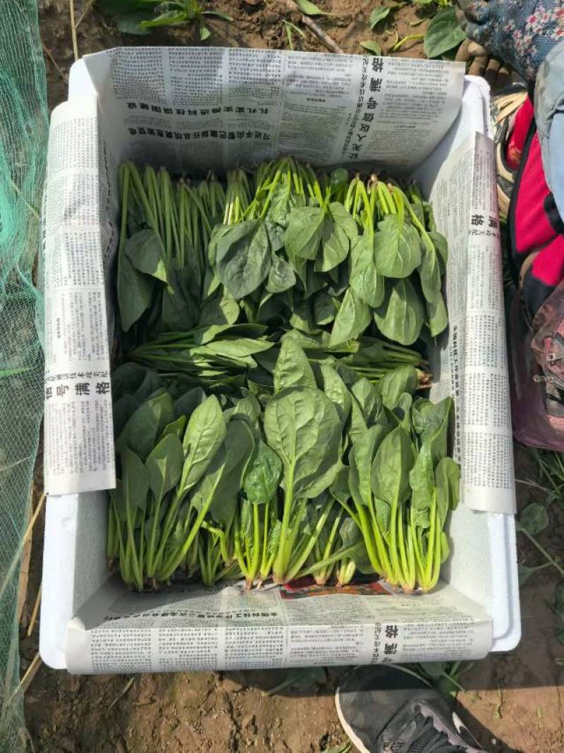 精品菠菜泡沫箱装，两排半，三排。大量供应