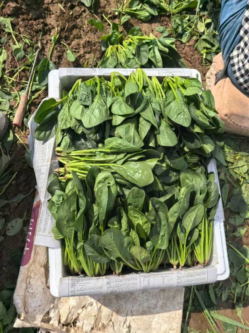 精品菠菜泡沫箱装，两排半，三排。大量供应