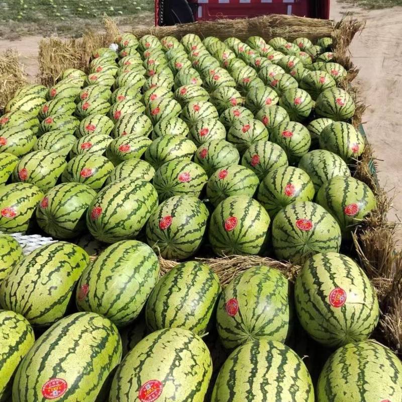 金花西瓜&宁夏西瓜金花1号6号农户自种/基地直发