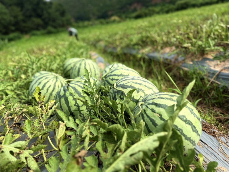 江西大余的美都西瓜