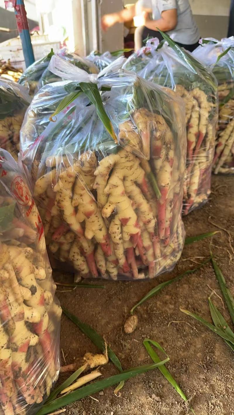 小黄姜嫩姜鲜姜泥姜水洗阜阳小黄姜大黄
