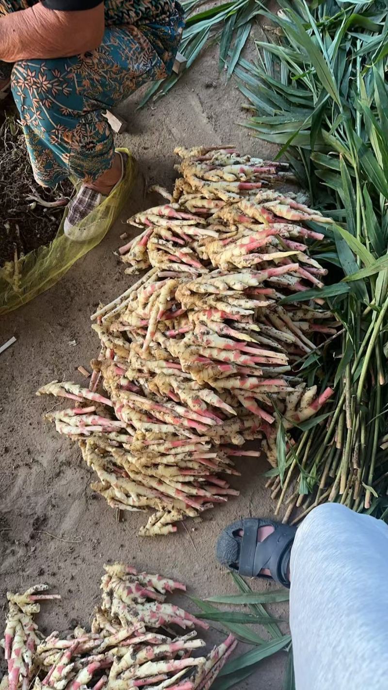 小黄姜嫩姜鲜姜泥姜水洗阜阳小黄姜大黄