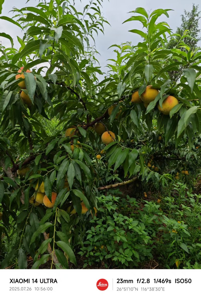 锦绣黄桃