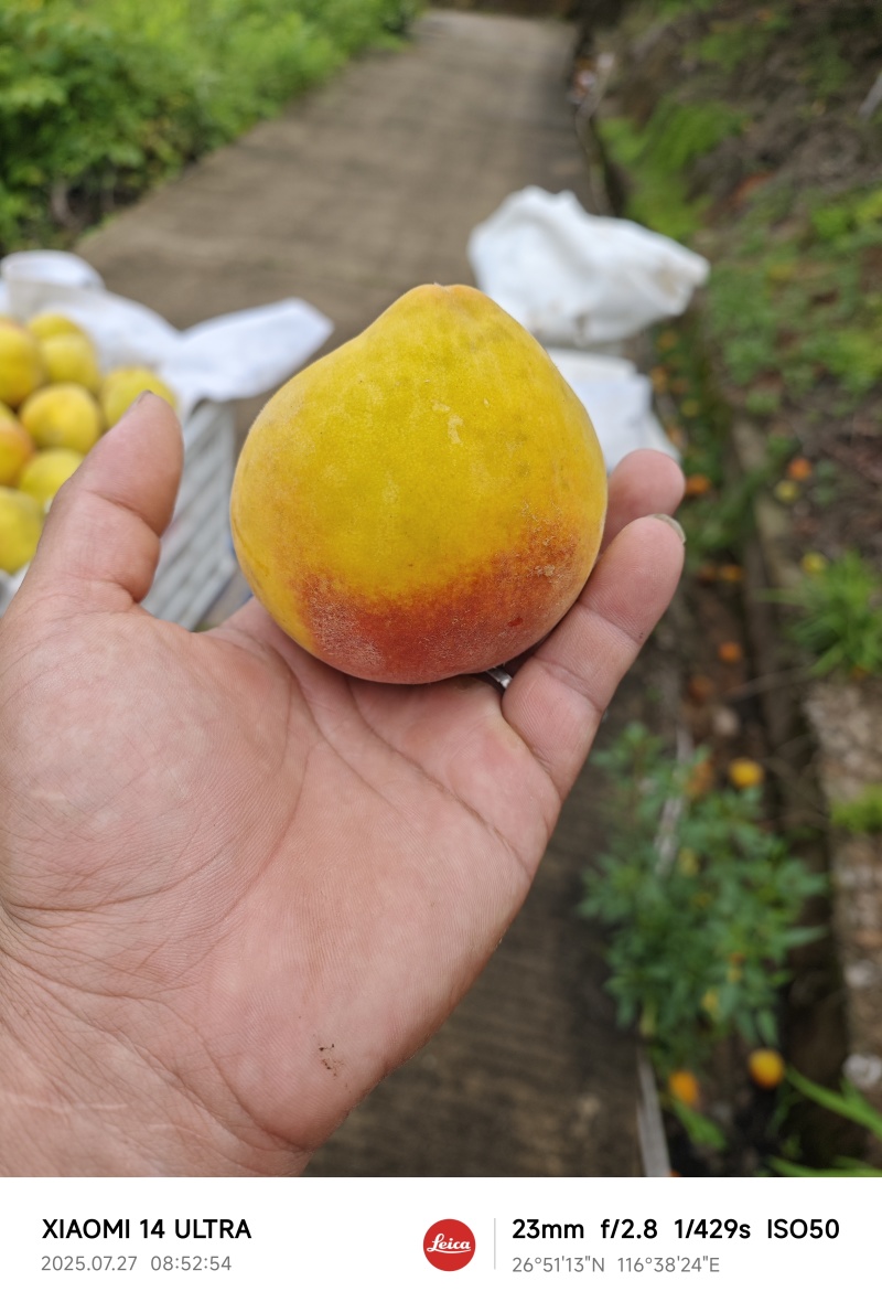 锦绣黄桃