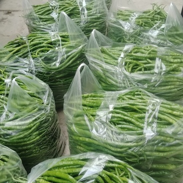基地直发鲜辣椒