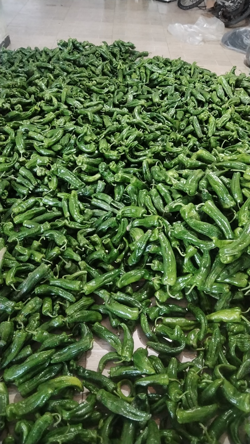 基地直发鲜辣椒