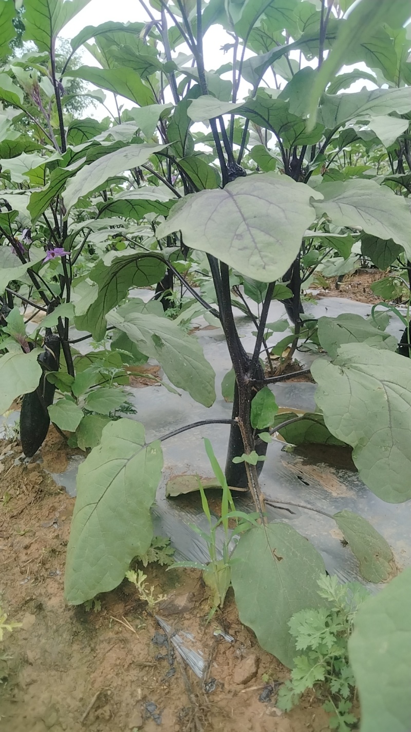 基地直发鲜辣椒