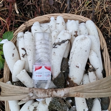 贵州大方冬荪