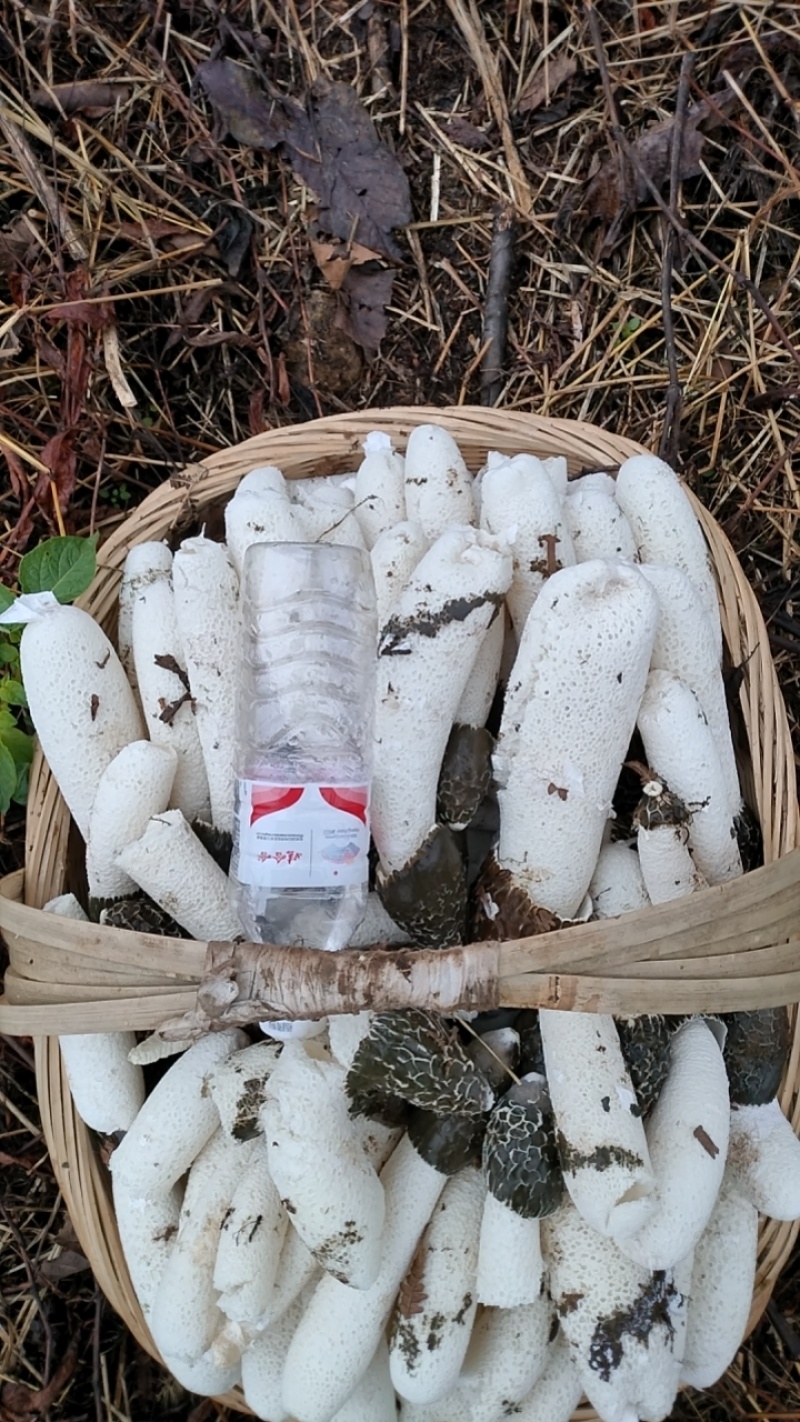 贵州大方冬荪