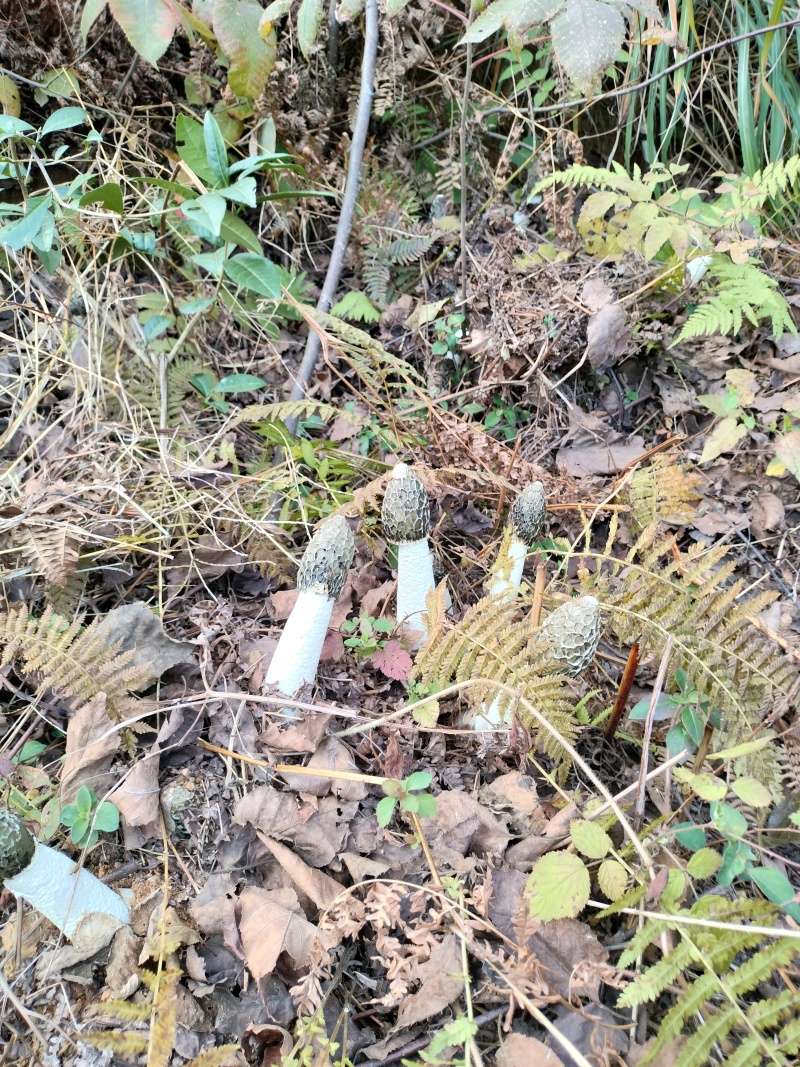 贵州大方冬荪