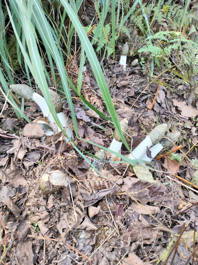 贵州大方冬荪