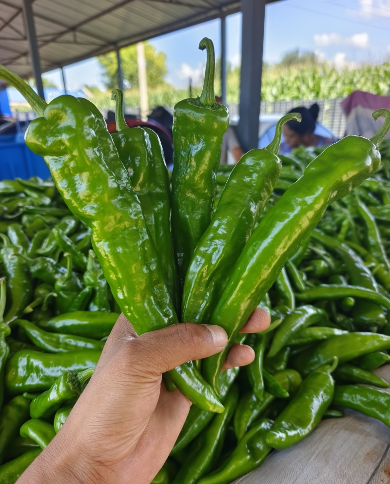 辣妹子大量有货有需要的客商联系我
