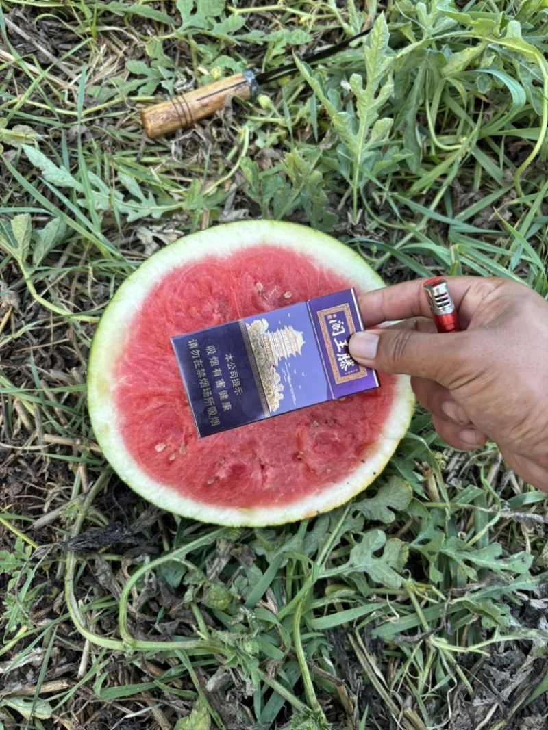 黑无籽精品黑无籽大红瓤小皮薄大量上市8斤起质量有保证