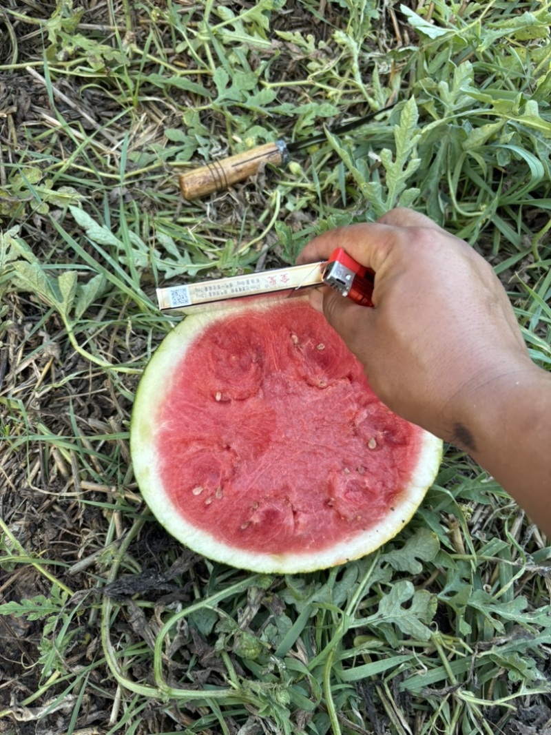 黑无籽精品黑无籽大红瓤小皮薄大量上市8斤起质量有保证