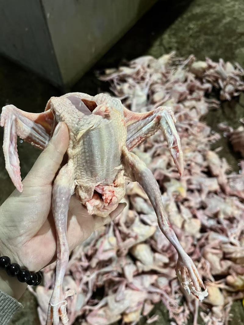 自有基地鸽子精品现捡现发